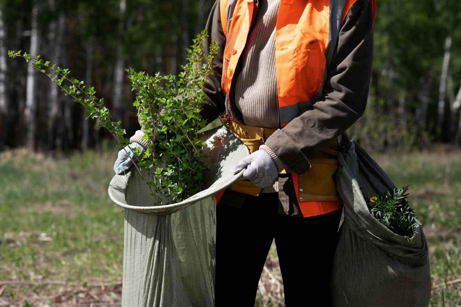 Best Tree Removal Near Me  in Christopher, IL